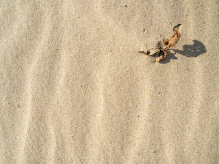 Withered plant on the beach