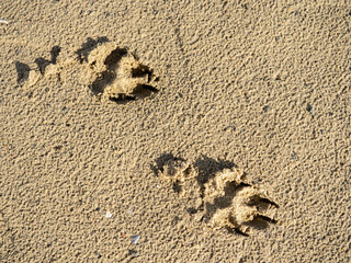 Dog footprints in the sand.