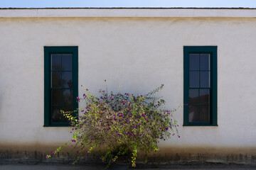 Two narrow windows with green frame on a building wall. Exterior of a house with a blooming plant in the middle