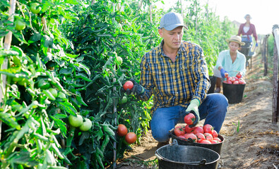 Portrait of farm worker gathering crop of organic pink tomatoes on vegetable plantation. Summer harvest time.