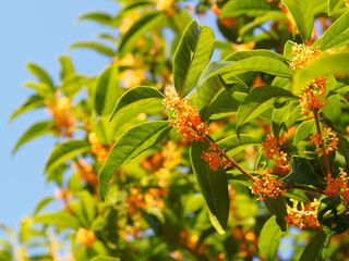 秋の青空と金木犀の花