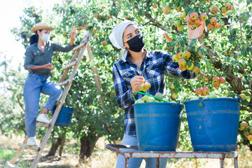 Woman and girl in face masks harvesting pink and green pears in garden