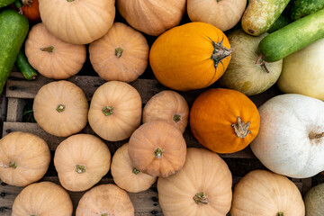 Pumpkins of various colors on a wooden pallet.