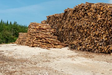 A stack or stockpile of spruce wood logs neatly piled. The logging material is from different sized and aged trees. The light color of the heap of firewood indicates the age of the newly cut timber.