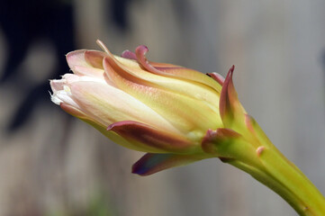 Beautiful cactus flower