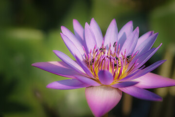 Fototapeta premium natural background of blooming purple water lilly or lotus with bee