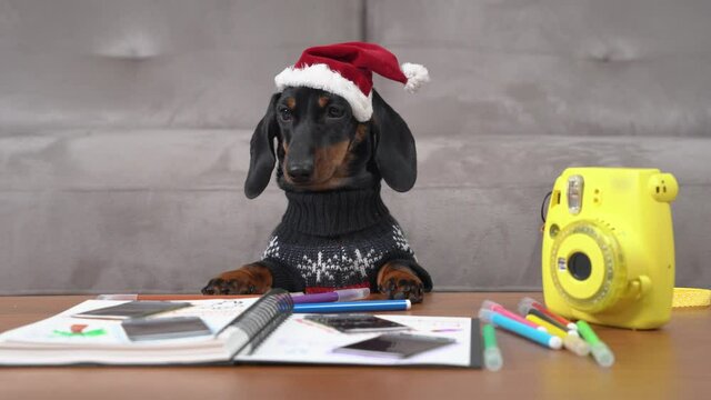 Funny dachshund dog in sweater and Santa hat looks at pictures in album near yellow camera leaning on table in living room