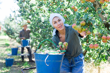 Asian woman and European man picking pears in big garden