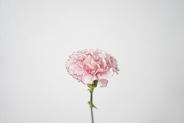 カーネーション