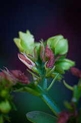 flor naturaleza rosa verde colores planta comida hogar bokeh sen tranqulidad jazmin © Nicolas