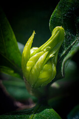 flor naturaleza rosa verde colores planta comida hogar bokeh sen tranqulidad jazmin © Nicolas
