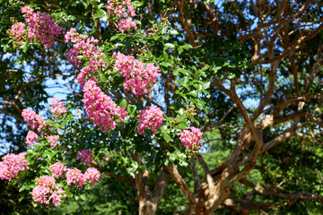 Obraz premium ピンクの花