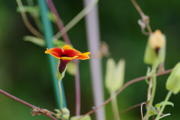 Close-up of a single orange Thunbergia alata Bojer ex Sims ( Black-eyed Susanne )