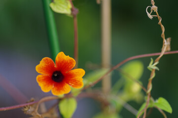 Close-up of a single orange Thunbergia alata Bojer ex Sims ( Black-eyed Susanne )