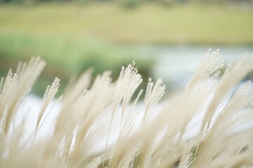 Obraz premium ススキ