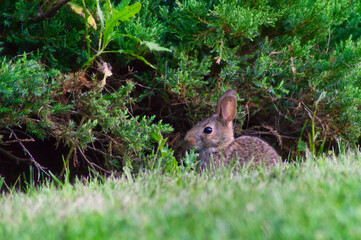 rabbit in the grass