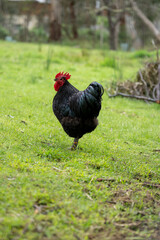rooster in the grass