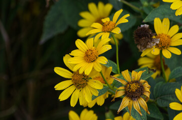 Yellow Flowers Blooming in the Garden
