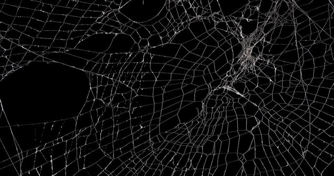 Panning across a real spooky spider web. Halloween spiderweb background.