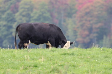 vache noir et blanche dans le champ
