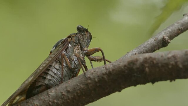 Large brown cicada drinking from a tree branch