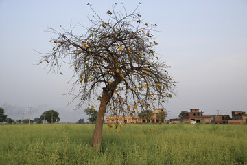 tree in the field