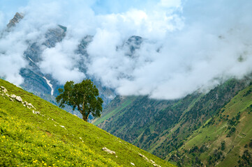 Standing alone. Panoramic view of Himalayan meadows. Wildflowers on the valley of Kashmir. Serene Himalayan mountains view of meadows, alpine trees, Kashmir Great Lakes Trek, India.