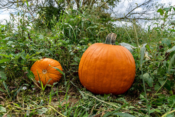 Two orange pumpkins on the ground at a farm on a sunny day.  Shot at a low angle near the ground with a wide field of view.