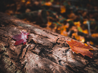 maple leaves on a log