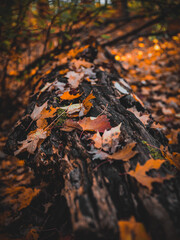 autumn leaves on a log
