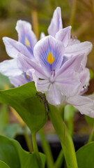 Common water hyacinth