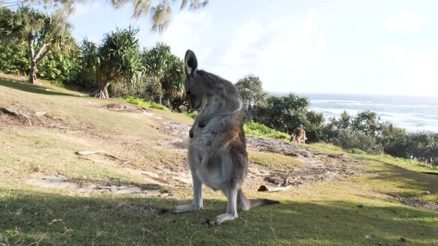 Animal behavior of a young Kangaroo grooming itself on a coastal headland.