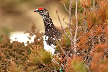 ライチョウ