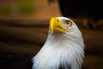 2021-04-12 CLOSE UP OF A MATURE BALD EAGLE WITH A BRIGHT GOLD COLORED EYE