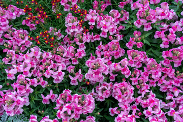 Flowers blooming in a garden