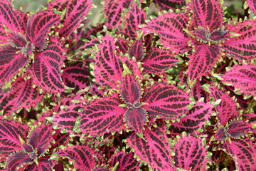 カラフルな葉の色を楽しむ植物コリウス