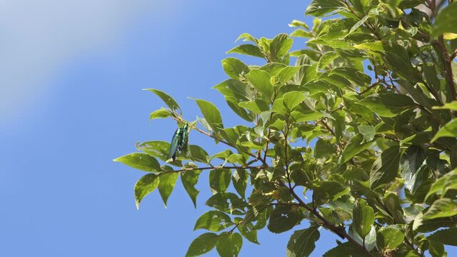 Japanese Jewel beetles mating in a tree