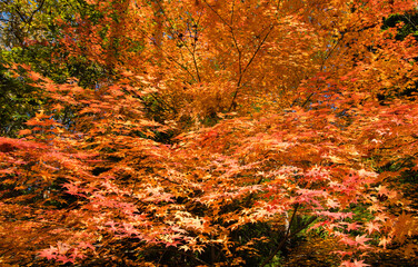 赤と黄色に紅葉したモミジ