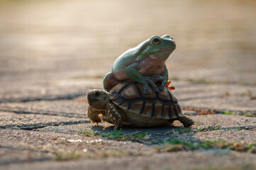 Frog on the turtles