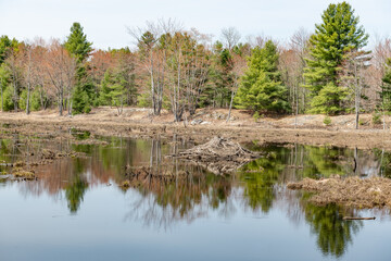 Fototapeta na wymiar Beaver Dam in a pond
