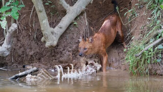 Closer footage of this wild Dog eating some meat of the skeleton of the Deer and then it zooms out to reveal the whole picture; Dhole or Asian Wild Dog Cuon alpinus, Khao Yai National Park, Thailand.