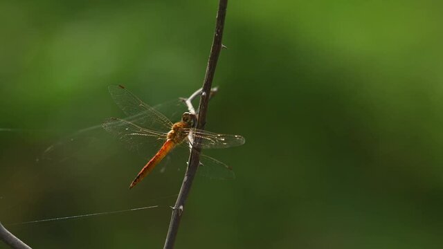 Perched on a twig with some wind blowing moving the web around it and shaking its head around; Ditch Jewel, Brachythemis contaminata, Thailand.