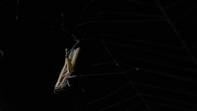 Grasshopper upside down trying to free itself as trapped in a Spider's web in the middle of the night; Abandoned-web Orb-Weaver, Parawixia dehaani, Kaeng Krachan National Park, Thailand.