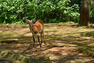 impala in the savannah