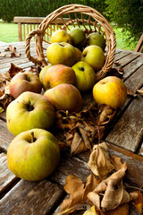 Organic garden apples on a wooden table with autumn leaves
