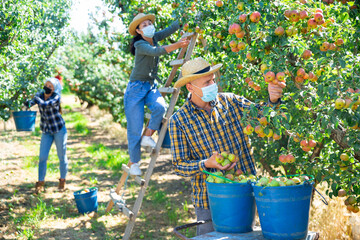 Fototapeta premium Three workers in face masks picking green and pink pears in garden