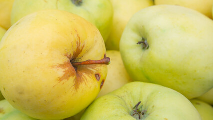 yellow apples bitten by worms, close-up