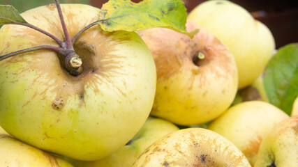 yellow apples with leaves, close-up
