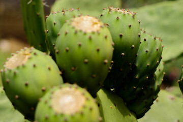 Tuna fruto comestible, 
nopal,
México
verde
espinas
naturaleza - obrazy, fototapety, plakaty