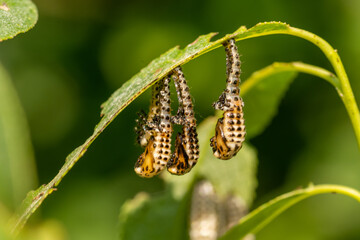 macro close up of a wonderful insect like a spider or fly or beetle on a leaf in beautiful nature